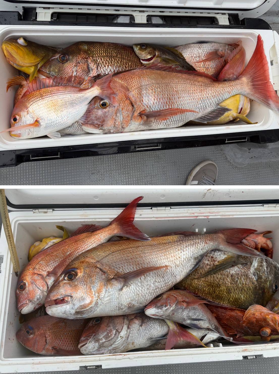 ４月３０日の釣果🎣の画像