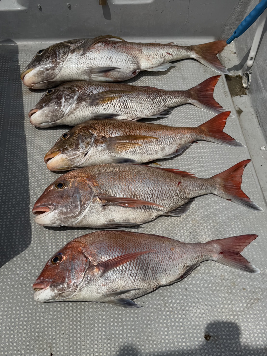 ５月７日の釣果🎣の画像