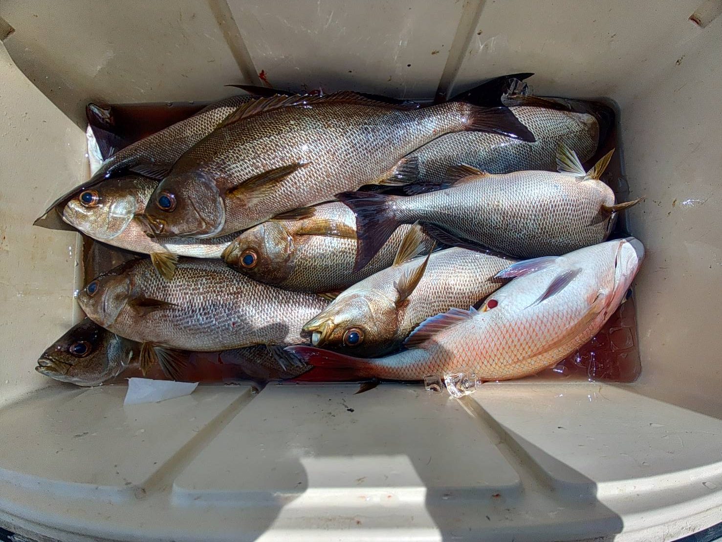 ５月１２日の釣果🎣の画像