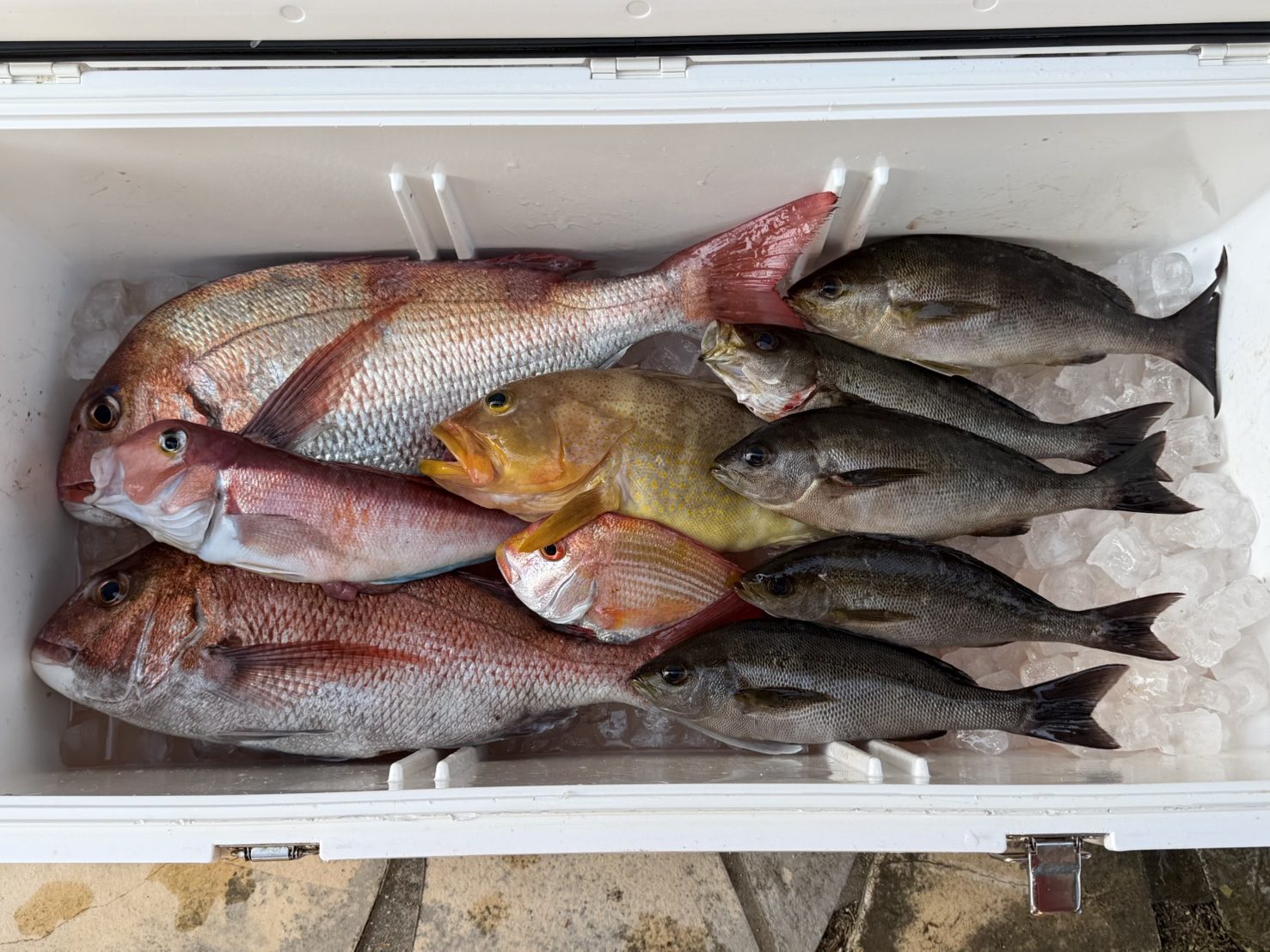 ５月１３日の釣果🎣の画像