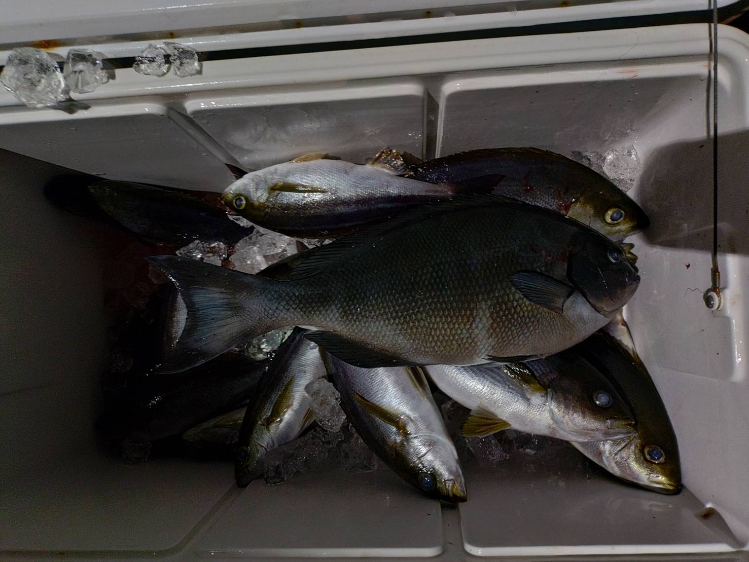 ６月１３日の釣果🎣の画像