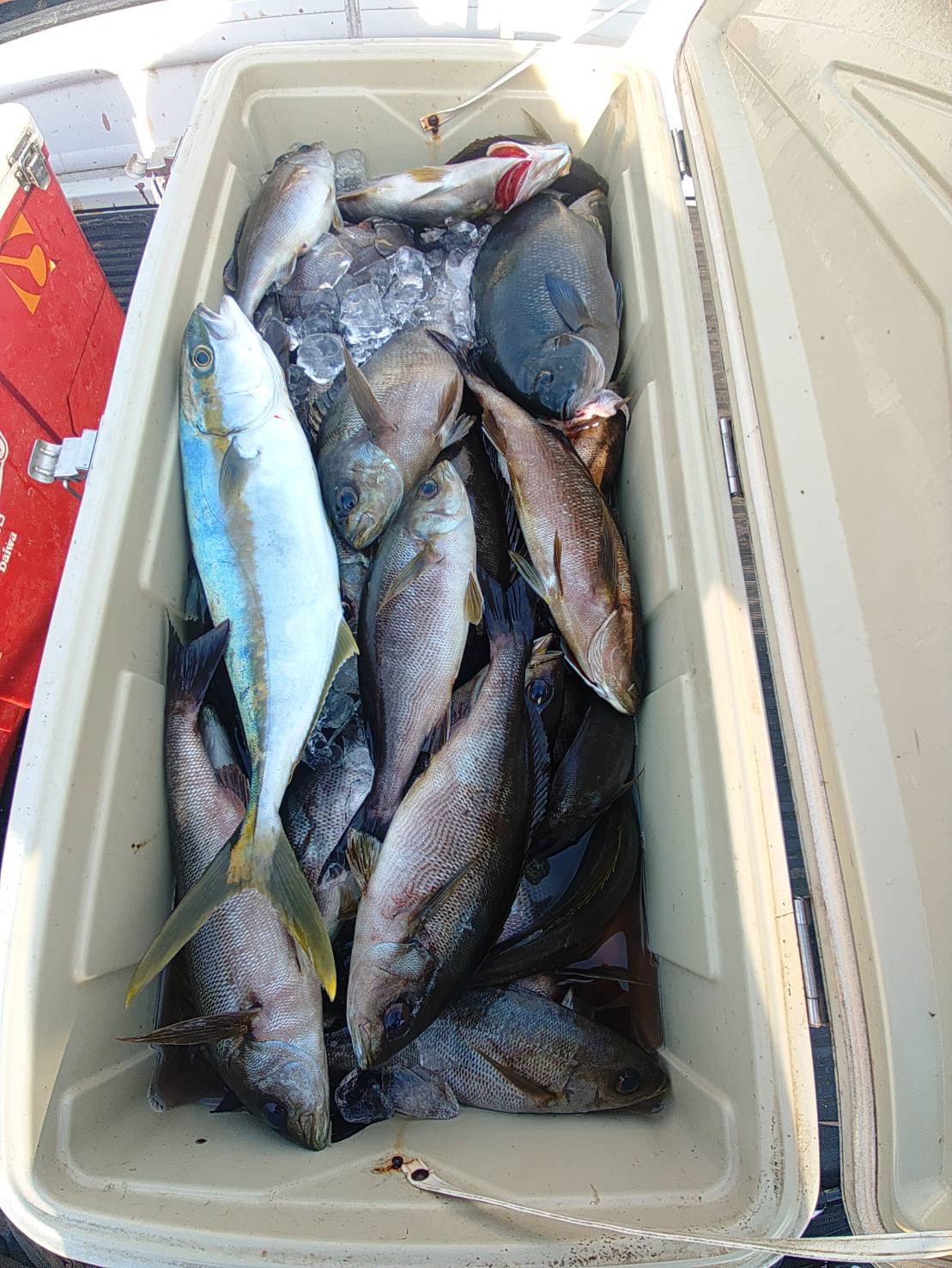 ６月１４日の釣果🎣の画像