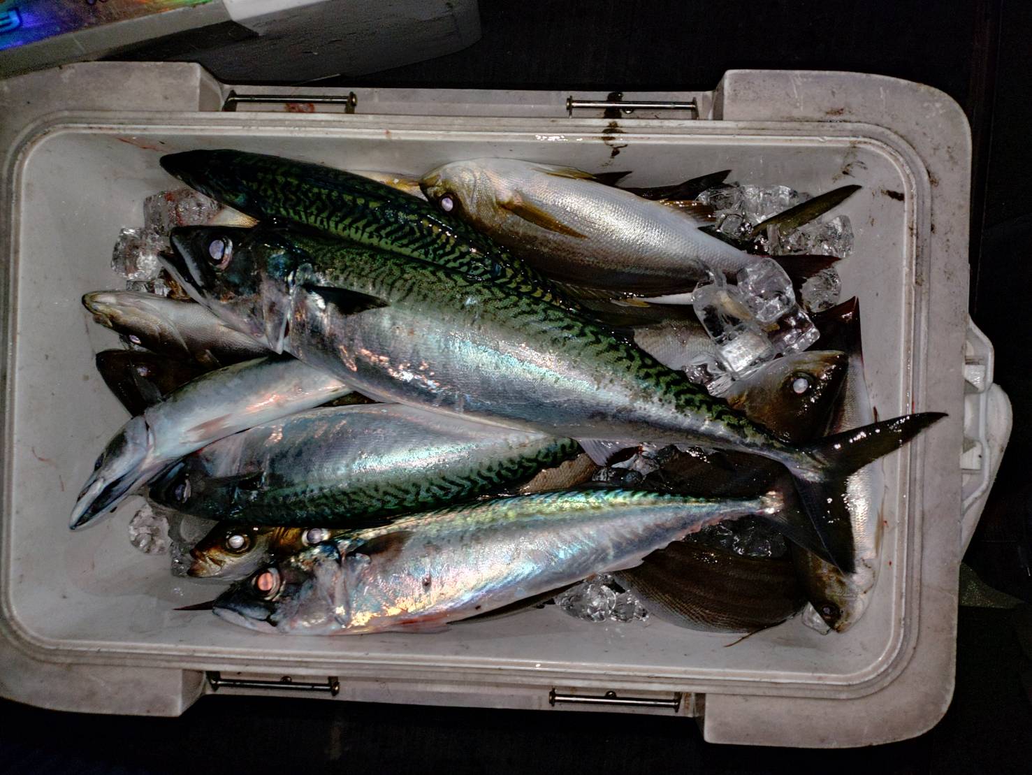 ６月１５日の釣果🎣の画像