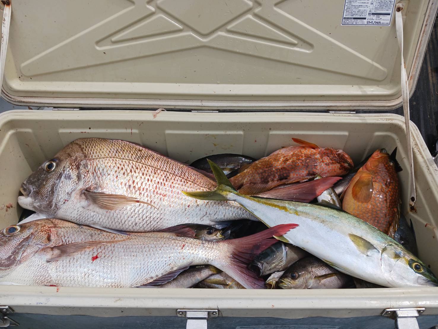 ６月１７日の釣果🎣の画像