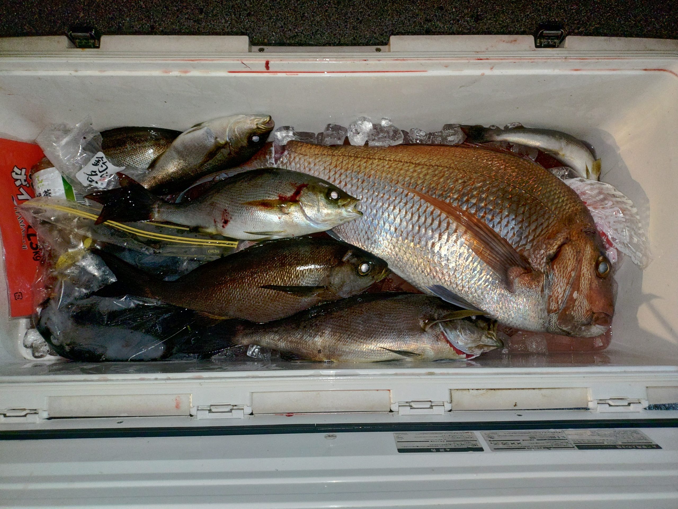 ５月２４日の釣果🎣の画像